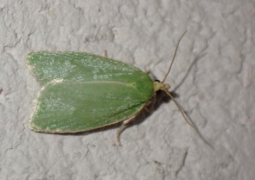 Réf. 317 829 : Tortrix viridana